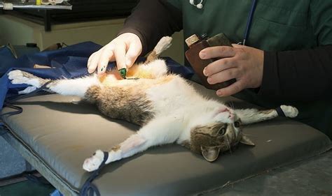 How much does it cost to fix a cat. Things To Know About How much does it cost to fix a cat. 